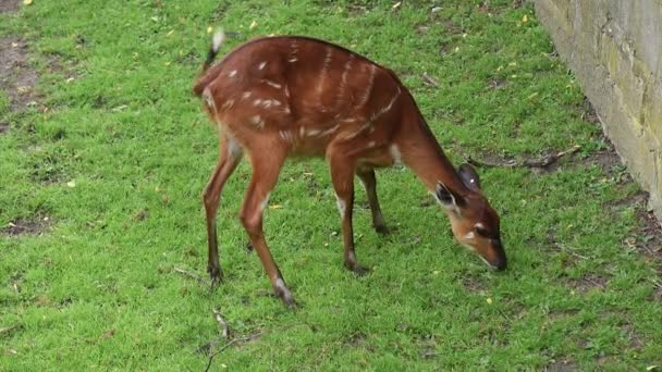 Δυτική Sitatunga τρώει χόρτο — Αρχείο Βίντεο