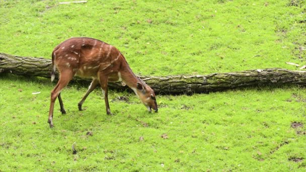 Western Sitatunga eating grass — Stock Video