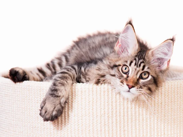 Maine Coon kitten — Stock Photo, Image