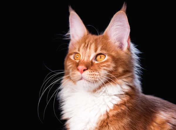 Maine coon gatito — Foto de Stock