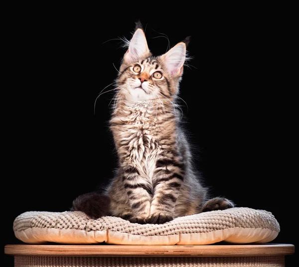 Maine Coon kitten — Stock Photo, Image