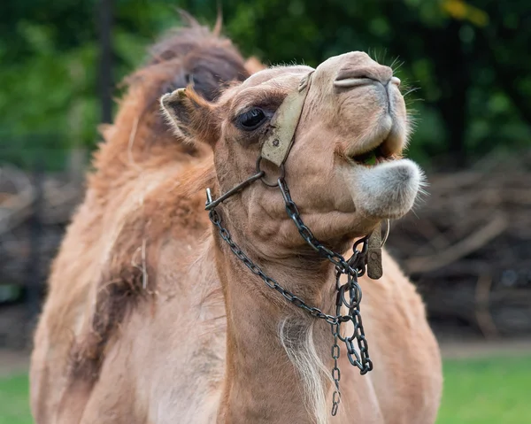 Верблюді в зоопарку — стокове фото