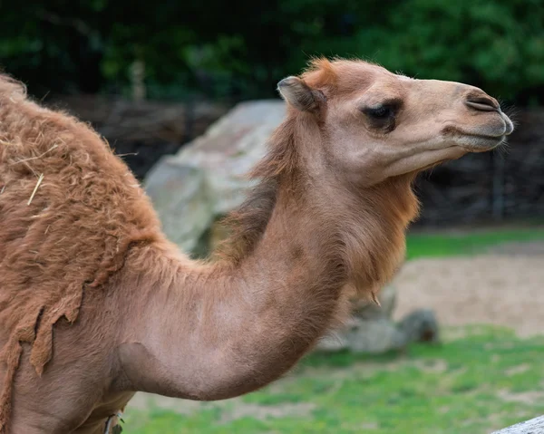 Camelo no zoológico — Fotografia de Stock