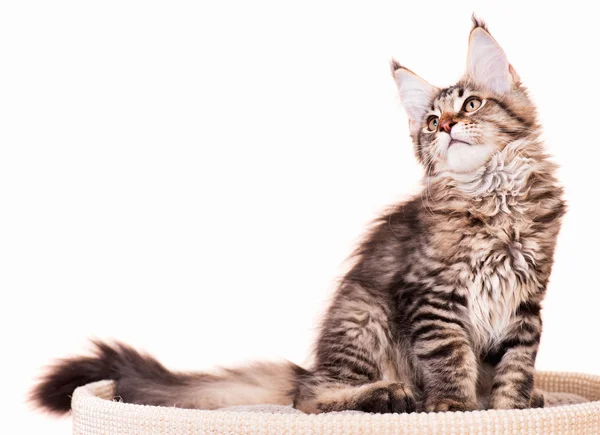 Maine Coon kitten — Stock Photo, Image