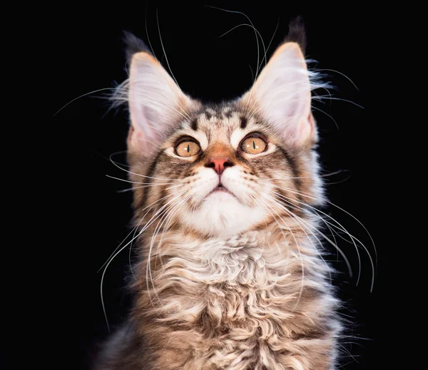 Maine Coon kitten — Stock Photo, Image