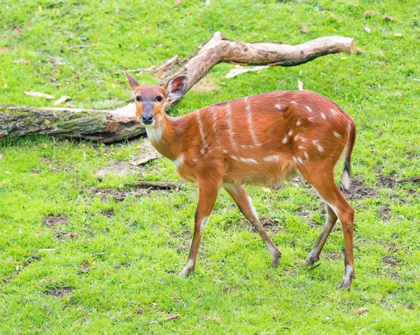 Western Sitatunga jedzenia trawy — Zdjęcie stockowe