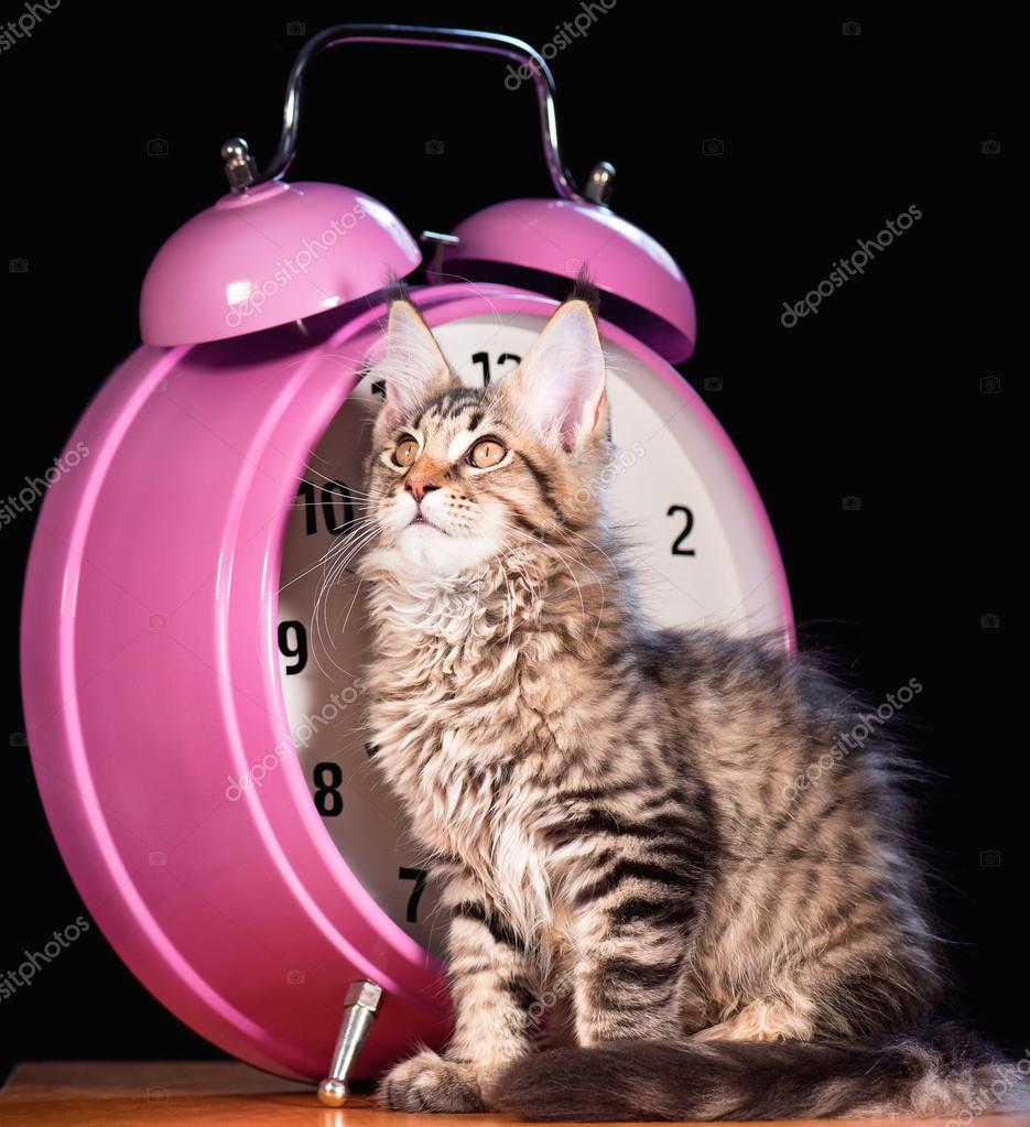 Maine Chaton Coon Image Libre De Droit Par Denisnata C