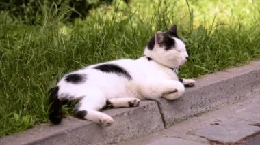 Yetişkin yerli kedi