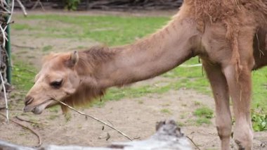 deve Hayvanat Bahçesi