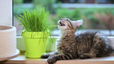 Yeşil çimenlerin üzerinde pencere ile yavru kedi