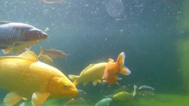 Koi sazan su altında