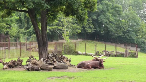 Ankole-Watusi in zoo — Stock Video