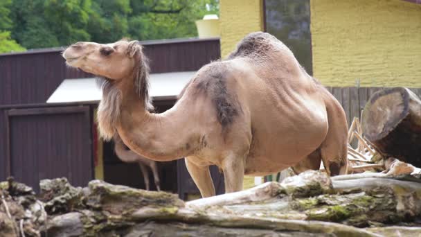Верблюді в зоопарку — стокове відео