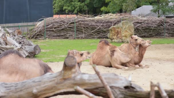 Καμήλα στον ζωολογικό κήπο — Αρχείο Βίντεο