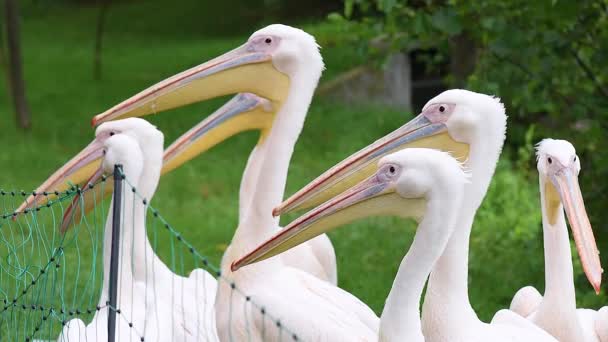 Great White Pelican — Stock Video