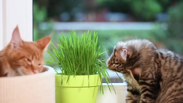 Gatito con hierba verde en alféizar de ventana — Vídeo de stock