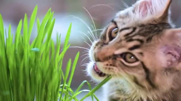 Kitten with green grass on windowsill — Stock Video