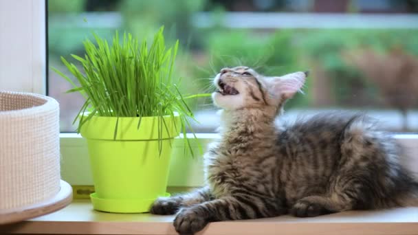 Gatito con hierba verde en alféizar de ventana — Vídeos de Stock