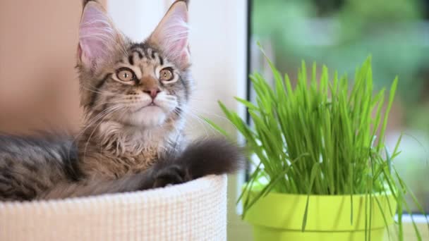 Gatito con hierba verde en alféizar de ventana — Vídeo de stock