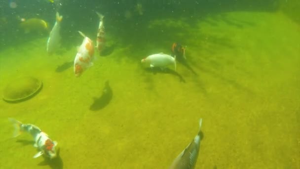 锦鲤在水之下 — 图库视频影像