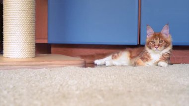 Maine Coon yavru kedi oyun