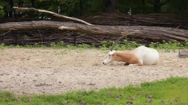 Oryx con cuernos de cimitarra — Vídeo de stock