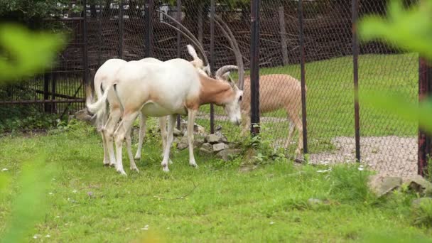 Oryx con cuernos de cimitarra — Vídeos de Stock