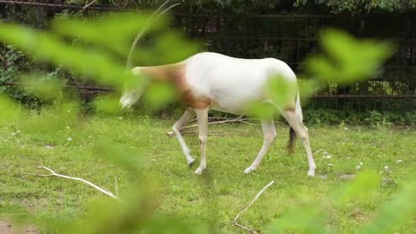 Oryx con cuernos de cimitarra — Vídeo de stock