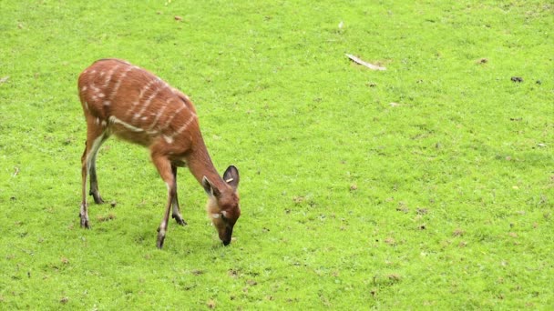 Western Sitatunga comer grama — Vídeo de Stock