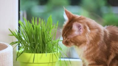 Yeşil çimenlerin üzerinde pencere ile yavru kedi