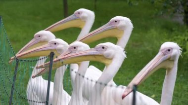 büyük beyaz Pelikan