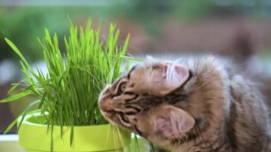 Yeşil çimenlerin üzerinde pencere ile yavru kedi