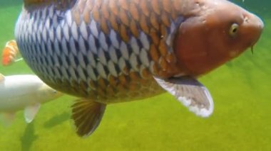 Koi sazan su altında