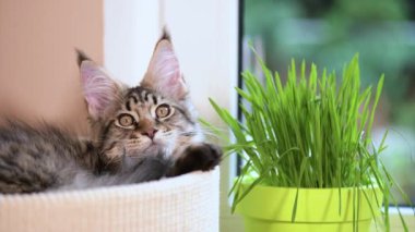 Yeşil çimenlerin üzerinde pencere ile yavru kedi
