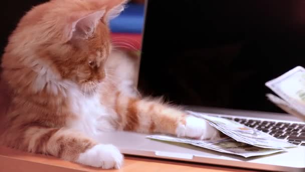 Кошка и деньги с ноутбуком — стоковое видео
