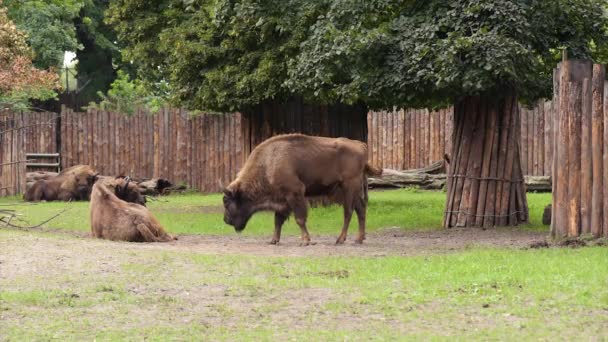 Bison europeu no zoológico — Vídeo de Stock