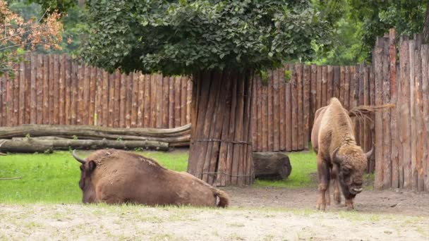 Bisonte europeo en el zoológico — Vídeos de Stock
