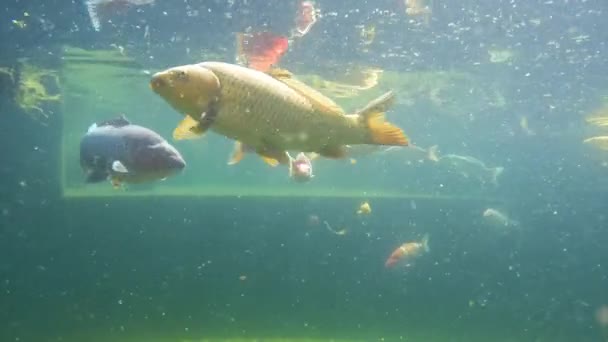 Carpa Koi bajo el agua — Vídeo de stock