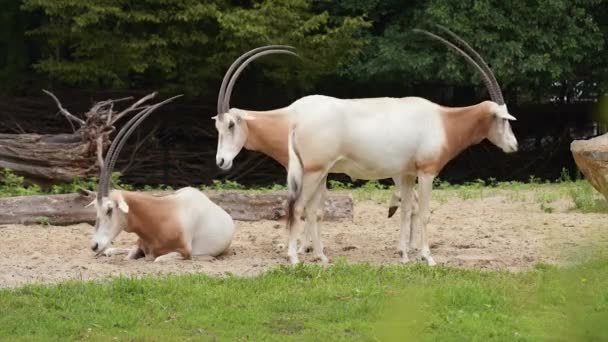 Oryx con cuernos de cimitarra — Vídeos de Stock