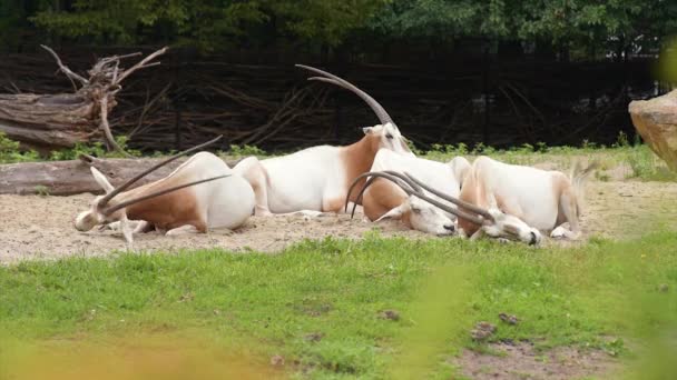Oryx con cuernos de cimitarra — Vídeos de Stock