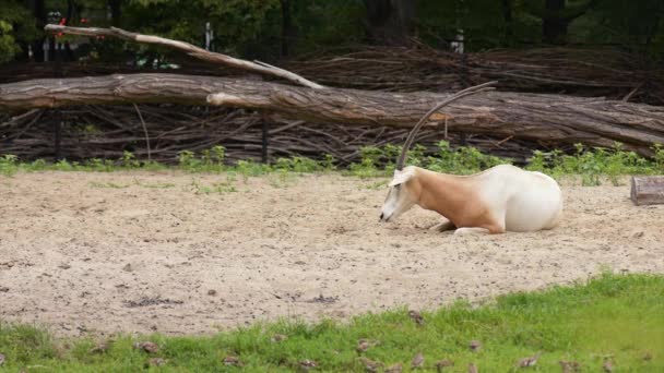 Scimitar Horned Oryx — Stock Video