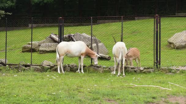 Oryx con cuernos de cimitarra — Vídeos de Stock