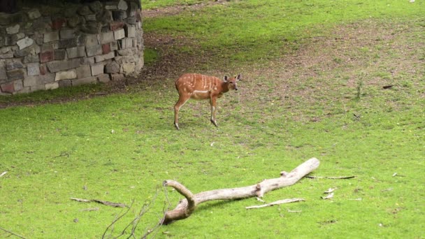 Δυτική Sitatunga τρώει χόρτο — Αρχείο Βίντεο