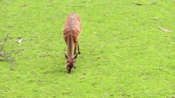 草を食べてウエスタン シタツンガ — ストック動画