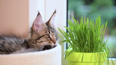 Yeşil çimenlerin üzerinde pencere ile yavru kedi