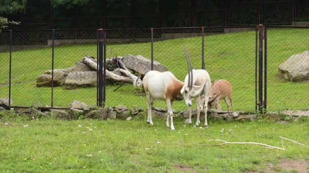 Κερασφόρος oryx γιαταγάνι — Αρχείο Βίντεο