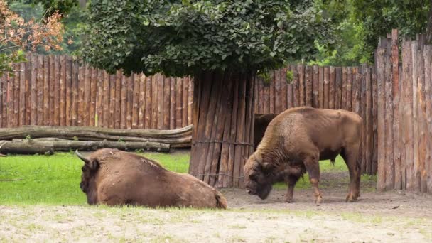 Ευρωπαϊκή Bison στο ζωολογικό κήπο — Αρχείο Βίντεο