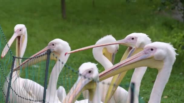 Gran pelícano blanco — Vídeos de Stock