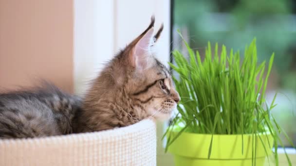 Kätzchen mit grünem Gras auf Fensterbank — Stockvideo