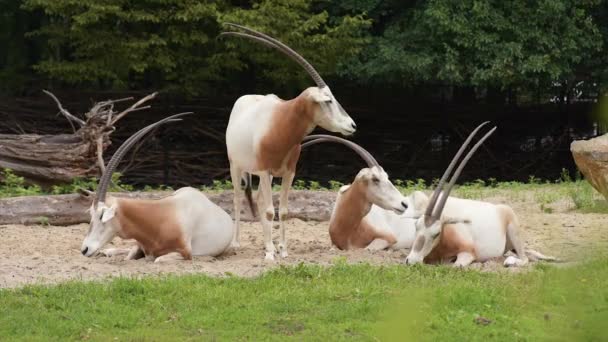 Oryx con cuernos de cimitarra — Vídeos de Stock